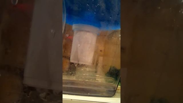 Фильтр Арго так не может смотреть онлайн