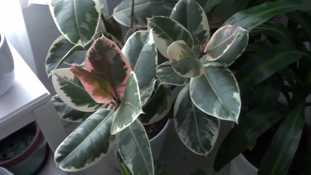 First Plant Room Update - 1 year later 