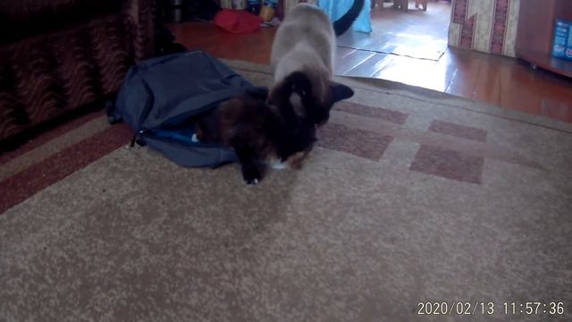 Взяли ещё одну кошку. Ириска. смотреть онлайн