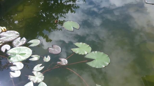 Пруд на даче смотреть онлайн