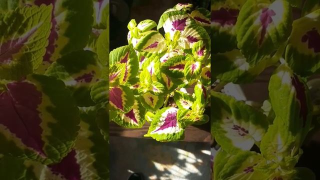 Coleus" Coral Wizard Sunrise