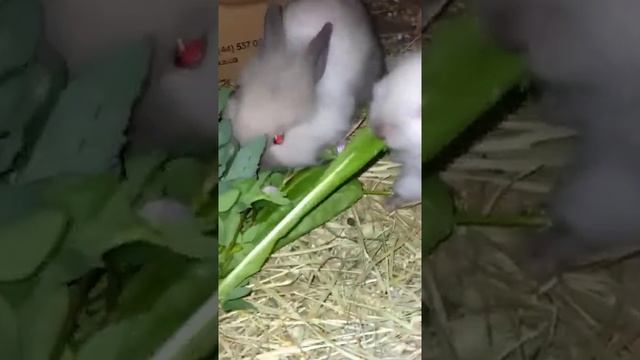 Кролики лакомствуют вкусную зелень. Funny Rabbit