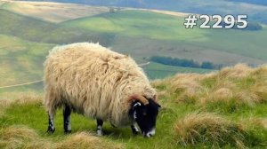 #2295. Овцы и бараны (В мире животных)