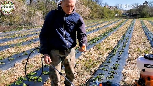 Опрыскиватель бензиновый и аккумуляторный.