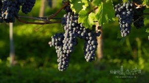 ♥️💚♥️Приднестровцы-это самый лучший южно-русский народ.Подообности в описании.