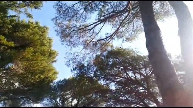 Цикады - самые громкие "певцы" среди насекомых.