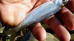 Какой рыбы в реках России больше всего?