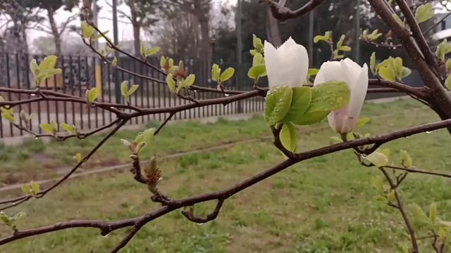 Весеннее очищение организма. Аутоиммунный протокол по Брук Голднер при тиреоидите Хашимото смотреть онлайн