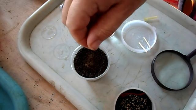 Картофель из семян №2  Посев пророщенных семян картофеля смотреть онлайн