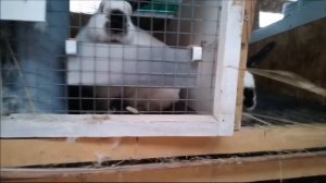 ЗИМА ОКРОЛЫ КРОЛЬЧАТА крольчата окролы в зимнее время