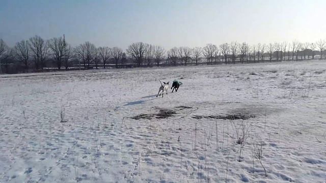 Далматинец зимой на прогулке