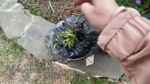 Получила посылку.Садовый центр Веры ГЛУХОВОЙ. Гортензия. 23.05.22.#посылка#Волгоград #гортензия#