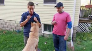 Удивительные трюки домашних животных новые серии