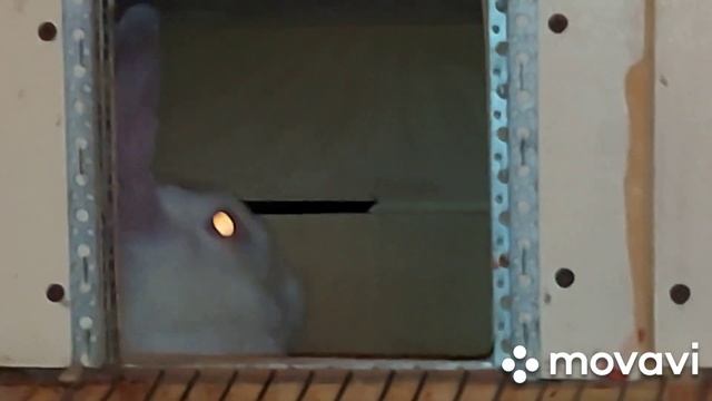 Окрол крольчихи. После родов крольчиха в охоте, вытащила крольчат на сетку. Крольчонок найдёныш. смотреть онлайн