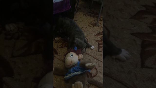 Амстафф 1.5 месяца Наша первая игрушка смотреть онлайн