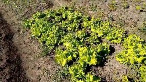 Посадка Шпината "ЖИРНОЛИСТННЫЙ".  12 июня 2020г.