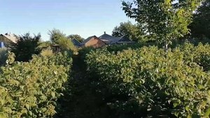 малина Полька