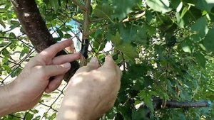 Летняя прививка почкой (окулировка) без её пробуждения.