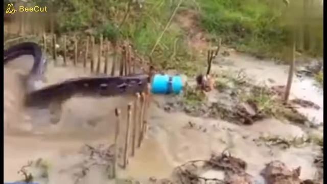 armadilha de cobra piton gigante - piège à serpent piton - piton snake trap