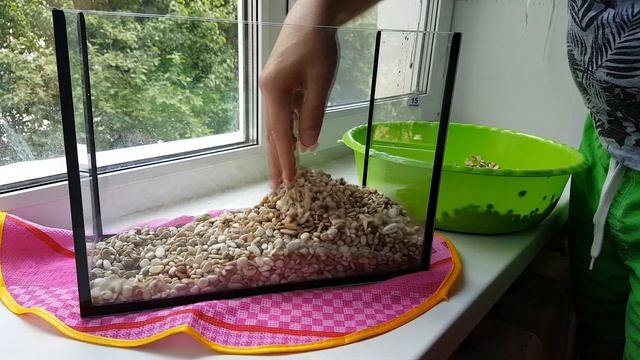 Меняю воду во временном аквариуме для черепах / Как поменять воду в акватеррариуме