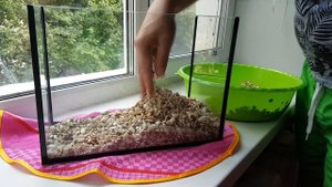 Меняю воду во временном аквариуме для черепах / Как поменять воду в акватеррариуме