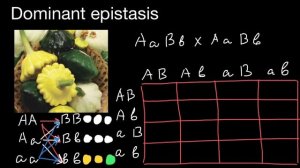 Dominant Epistasis