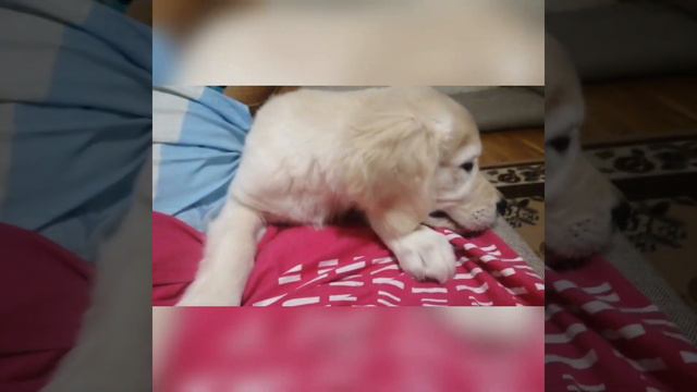 Золотистый Ретривер Щенок Golden 2 Месяца Творит Беспредел Играет С Бутылкой Лучшая Игрушка смотреть онлайн