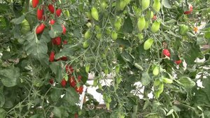 Томат Mini San Marzano (Королевский сад Ильи Королева)