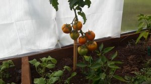 Томат ''клуша''