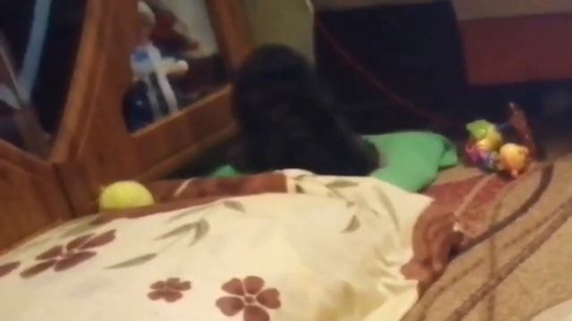 Как отучить собаку кусаться (причины и методы обучения) смотреть онлайн