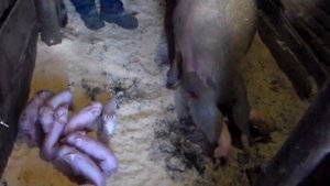 Опорос свиноматки в домашних условиях 10 поросят 1 апреля 2021 год.