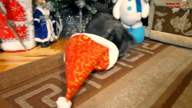 Кролик ищет новогодний подарок!  С наступаюшим 2023 годом чёрного кролика!