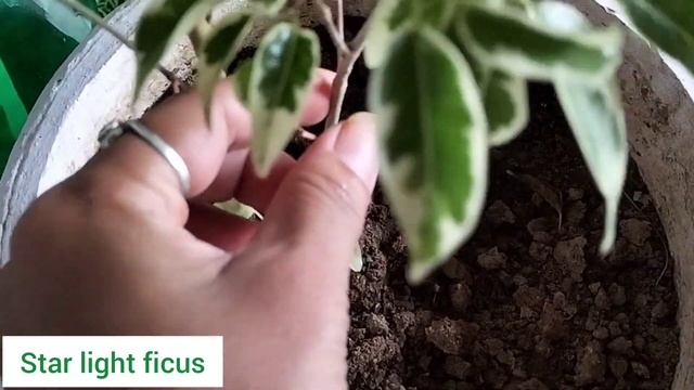 Star Light Ficus Care??How to Grow and Care Ficus Benjamina Starlight/Safari? смотреть онлайн