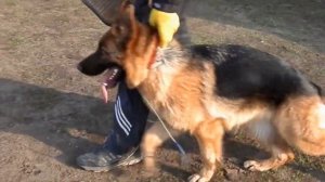 Дрессировка НЕМЕЦКОЙ ОВЧАРКИ.Команда"ФАС".Dog training.Odessa.