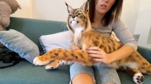 Рысь - игрушка из искусственного меха