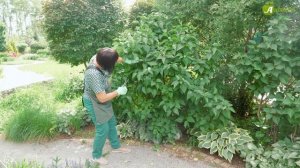 Как формировать сирень. Обрезка сирени после цветения