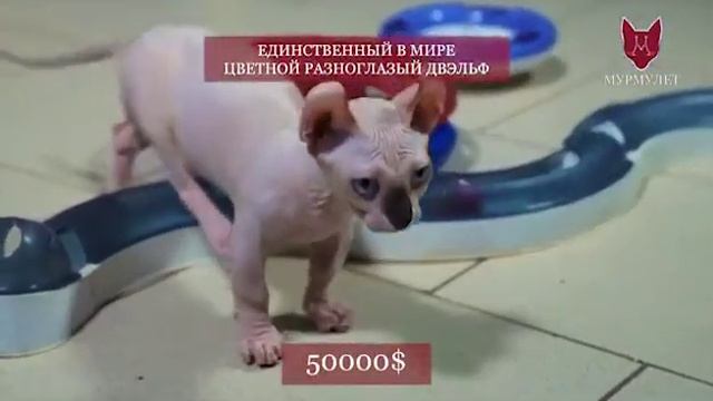 Единственный в мире цветной разноглазый Двэльф (Двельф) мальчик, odd eyes harlequin Dwelf male смотреть онлайн