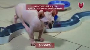 Единственный в мире цветной разноглазый Двэльф (Двельф) мальчик, odd eyes harlequin Dwelf male