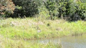 Лемуры Мадагаскара