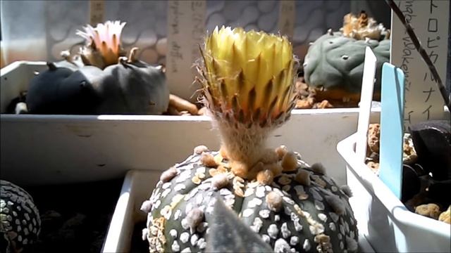 Astrophytum asterias & Lophophora diffusa blooming смотреть онлайн