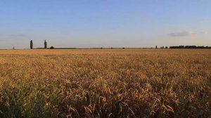 Поле моё, поле [ Христианская песня под гитару ]