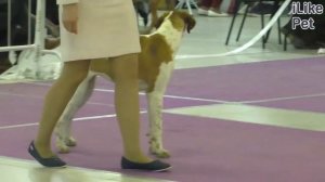 Дрессировка охотничьих собак