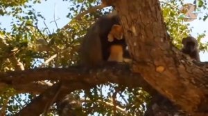 Волки напали на лошадей. Дикие животные в дикой природе.