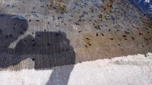 Как рождаются лягушки.