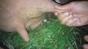 Накачивание вымени,парез