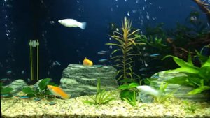 Аквариум  Juwel Rio 125 (ювель) произведение искусства