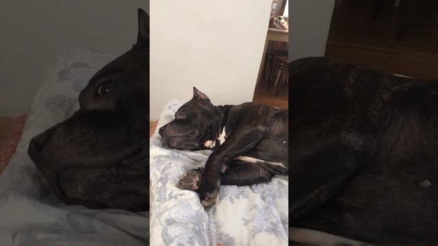 Как разбудить Стаффа смотреть онлайн