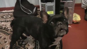 Французский бульдог чихает