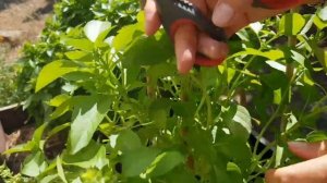 КАК вырастить хороший урожай БАЗИЛИКа из одного кустика