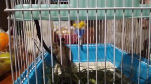 У нас пополнение. Белка дегу.